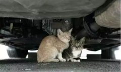 天冷了，開車前記得先喚醒它們！