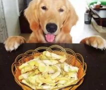 總被人問：“你為什么愛狗？”因為……