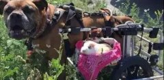 動物間沒有真感情？這只狗狗表示不服！