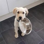 到了飯點不喂狗，你可知道后果的嚴重性？