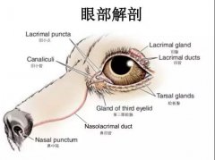 狗狗眼里常含淚水，是為愛感動嗎？