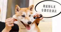 重口味的狗狗愛啃腳？注意！這可能不是怪癖而