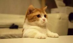 貓這種動物，一旦碰上，就再也戒不了了 華興寵