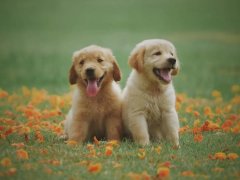 狗狗冬季飼養攻略