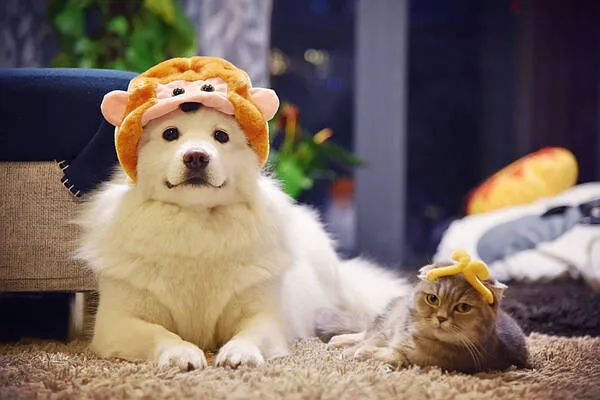 過年啦，家里的貓貓狗狗你是怎么安排的呢？快來看看