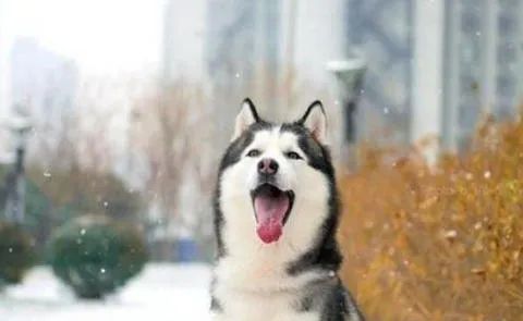 狗狗愛叫怎么辦？這六招，教給你
